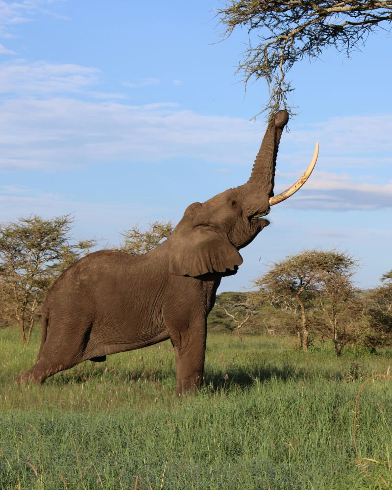 Amboseli elephants Kilimanjaro Kenya