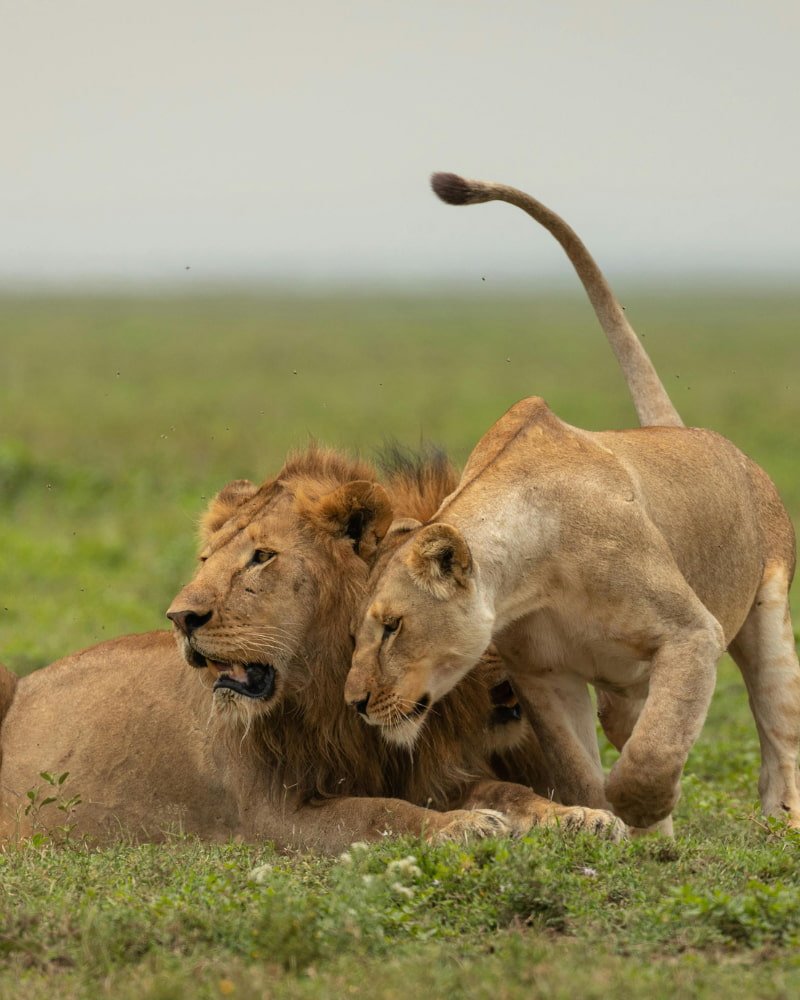 Maasai Mara great migration Kenya safari