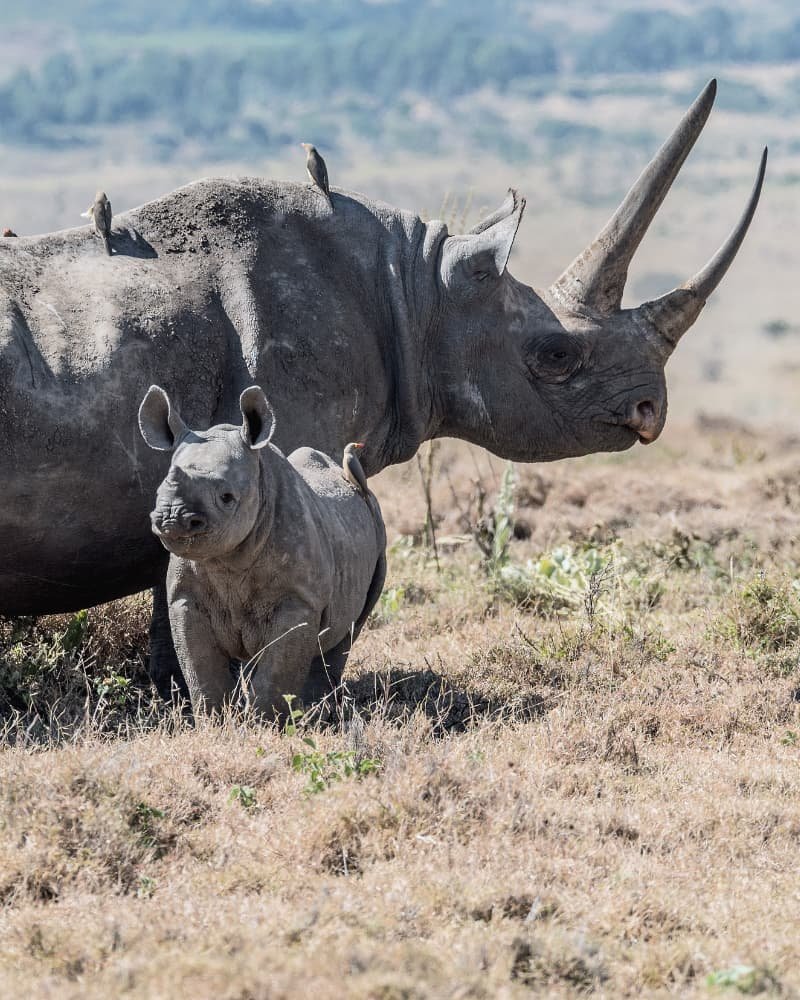 Laikipia Ol Pejeta rhino conservancy Kenya