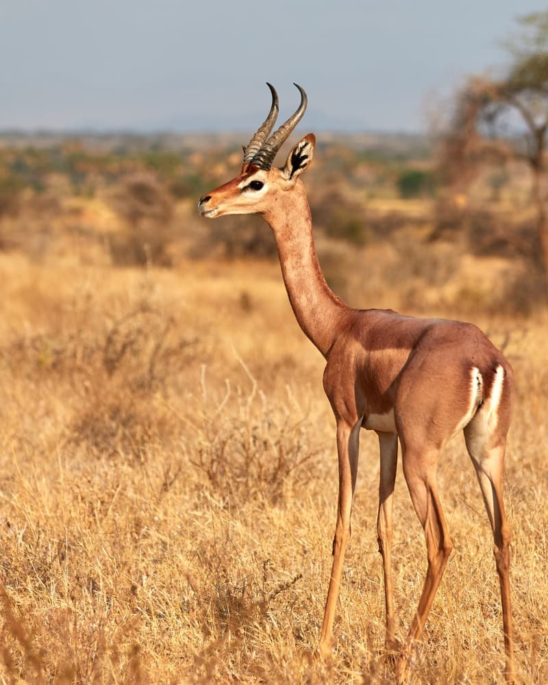 Samburu National Reserve northern Kenya unique wildlife