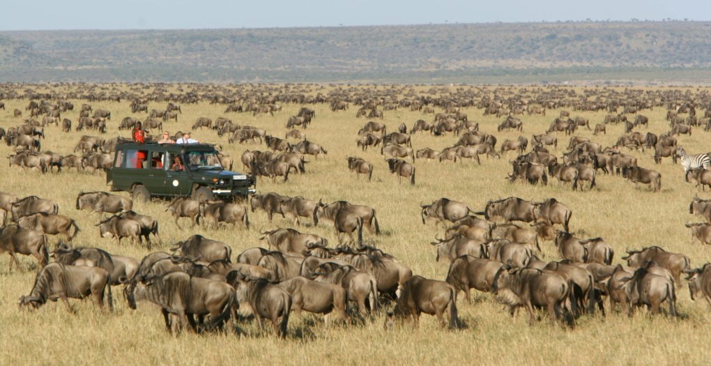safari