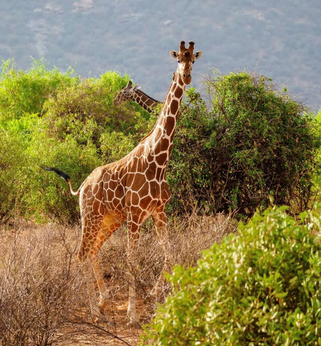 Kenya wildlife