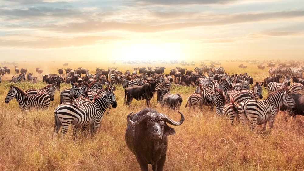 safari