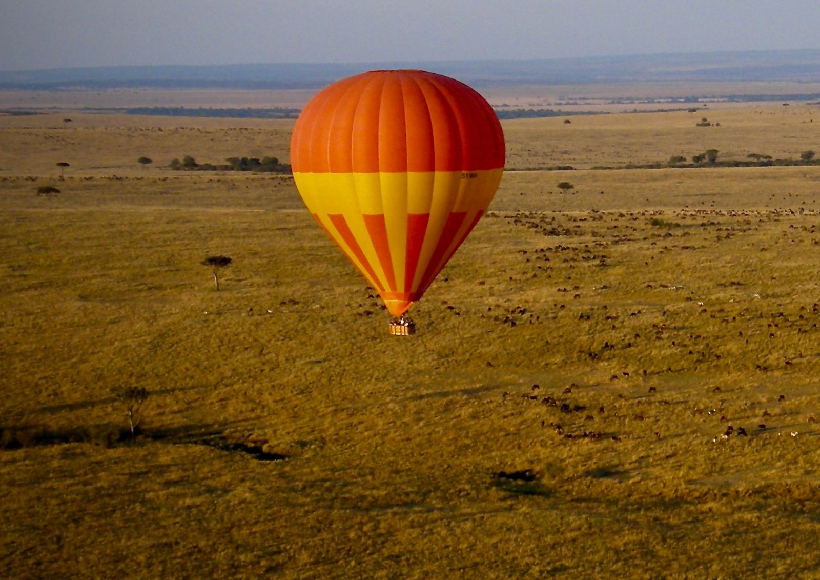 safari