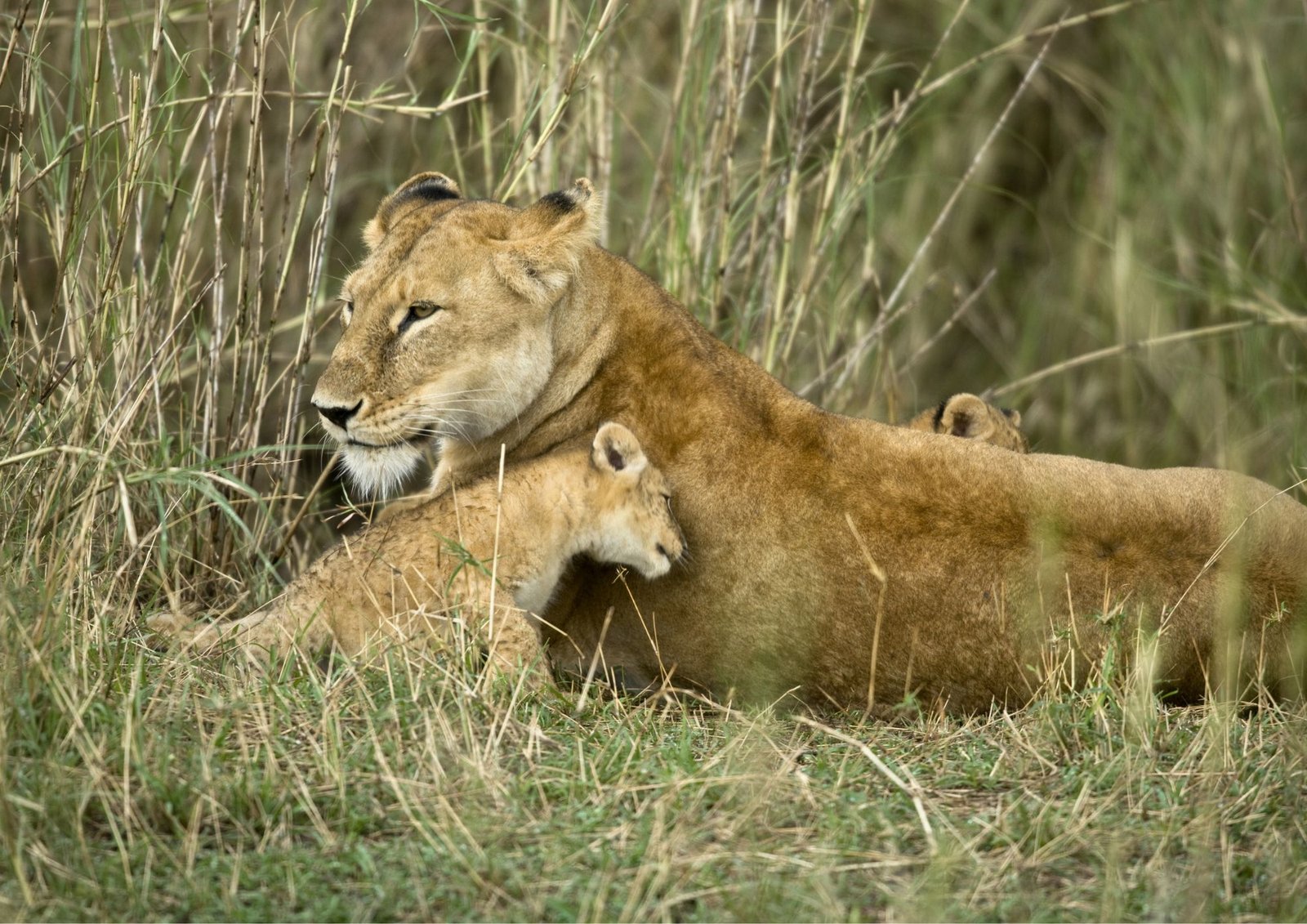 safari