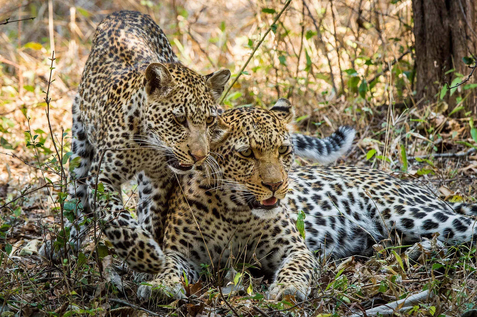 Maasai Mara