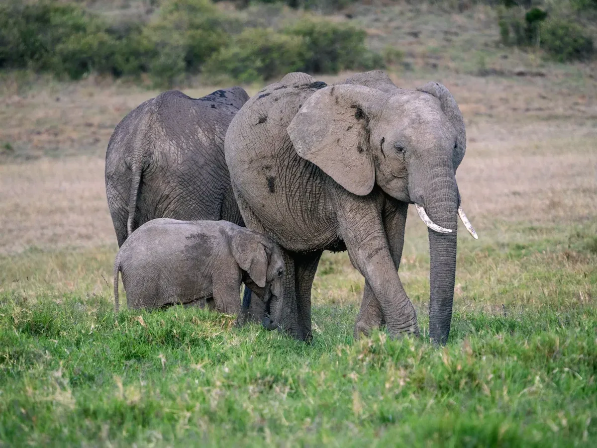 Maasai Mara