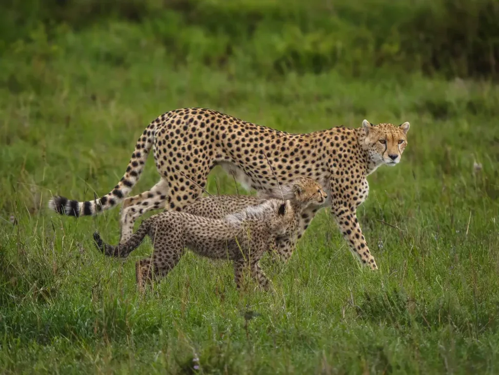 Maasai Mara