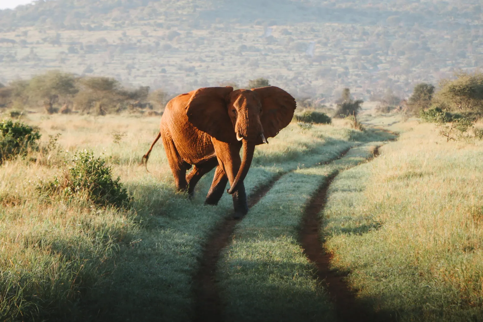 Serengeti