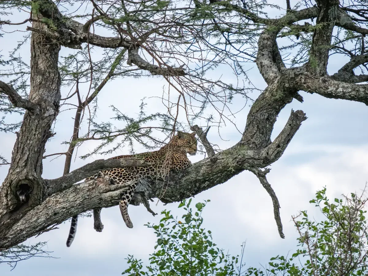 Serengeti