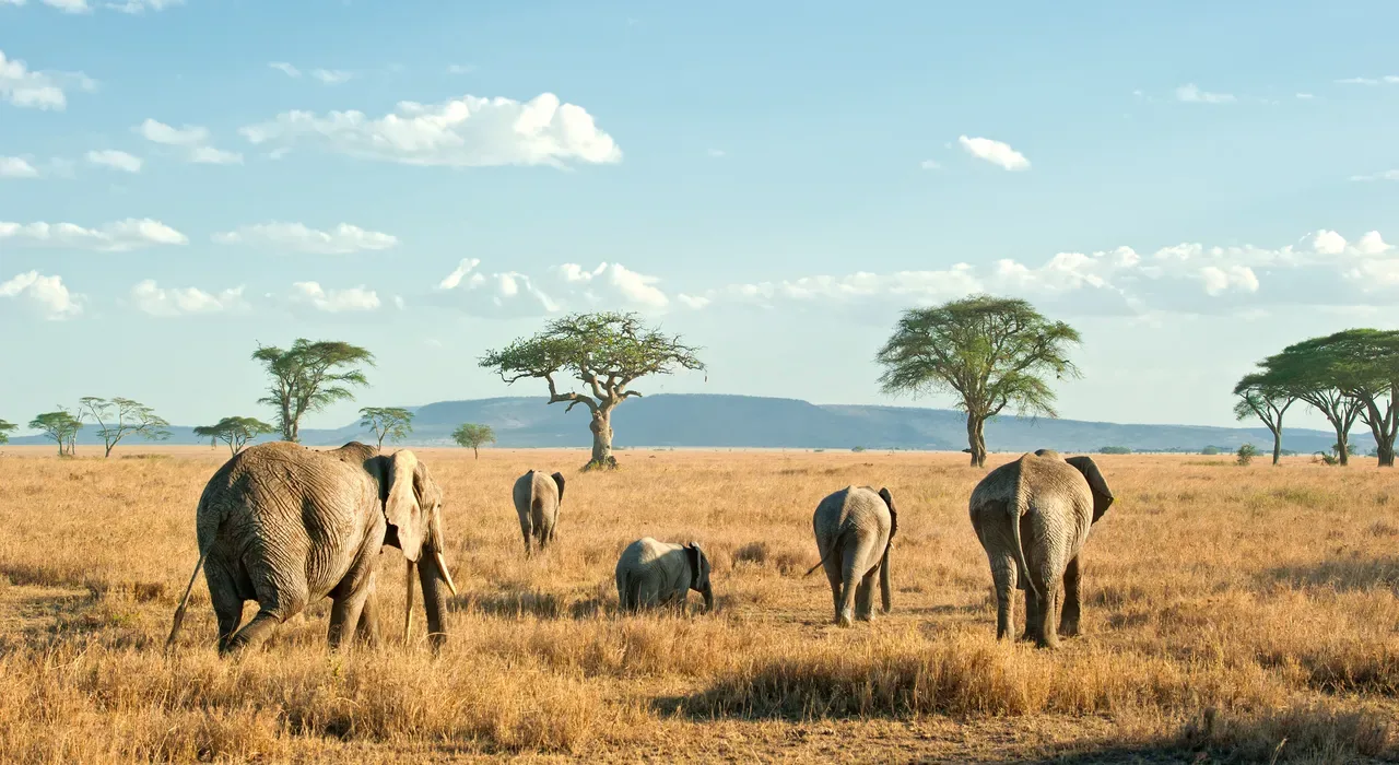 Serengeti