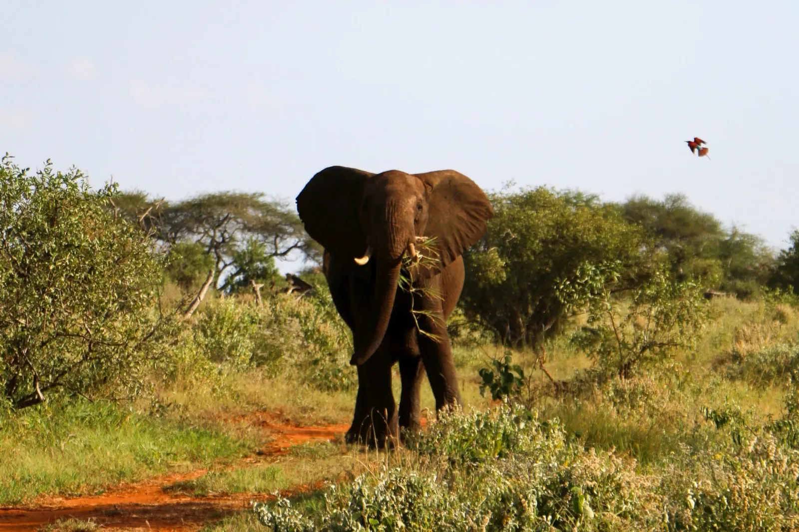 Serengeti