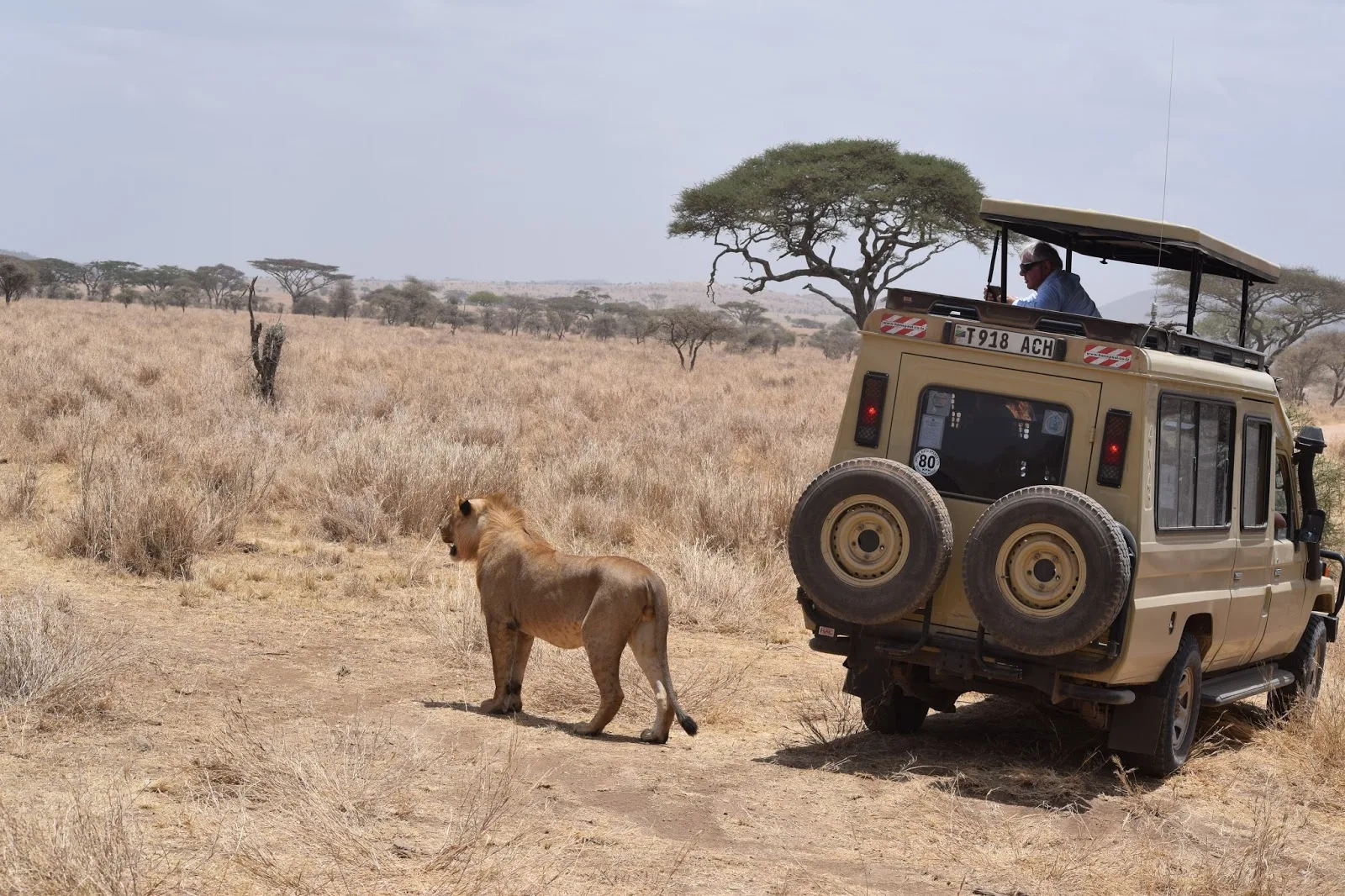 Serengeti