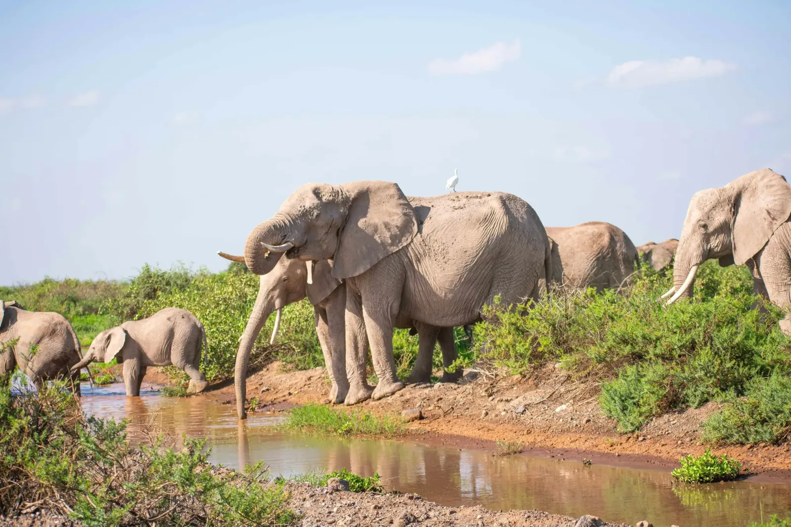 Amboseli National park