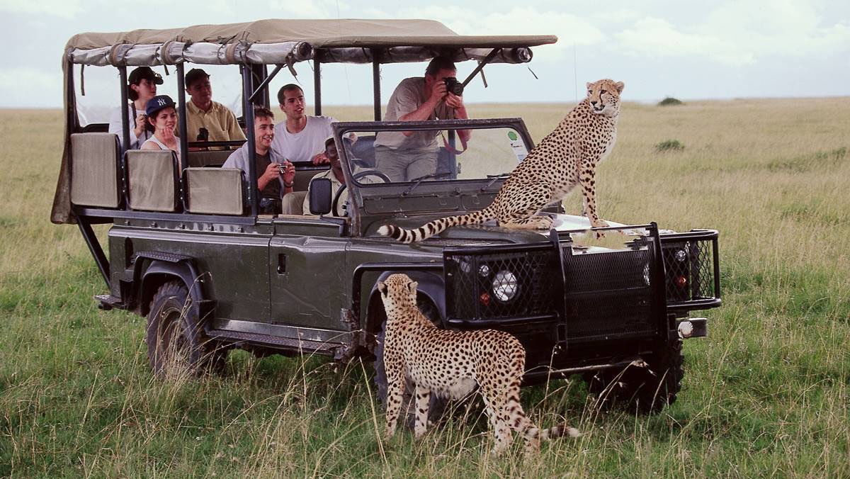 Lions in the Maasai Mara National Reserve Kenya