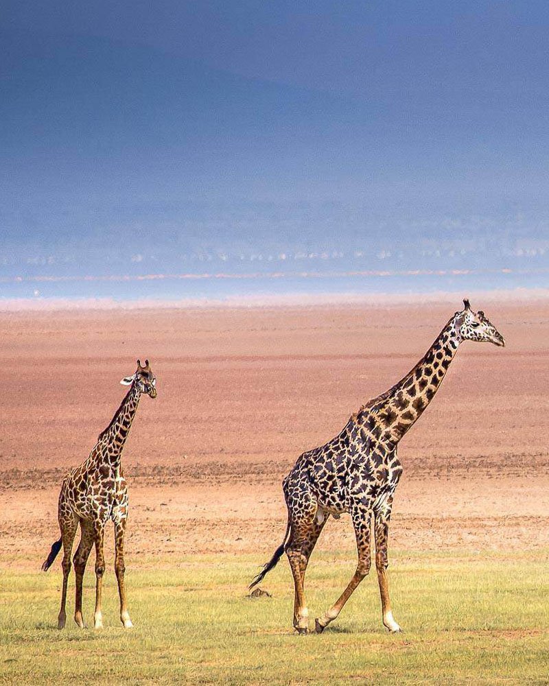 Laikipia Ol Pejeta rhino conservancy Kenya