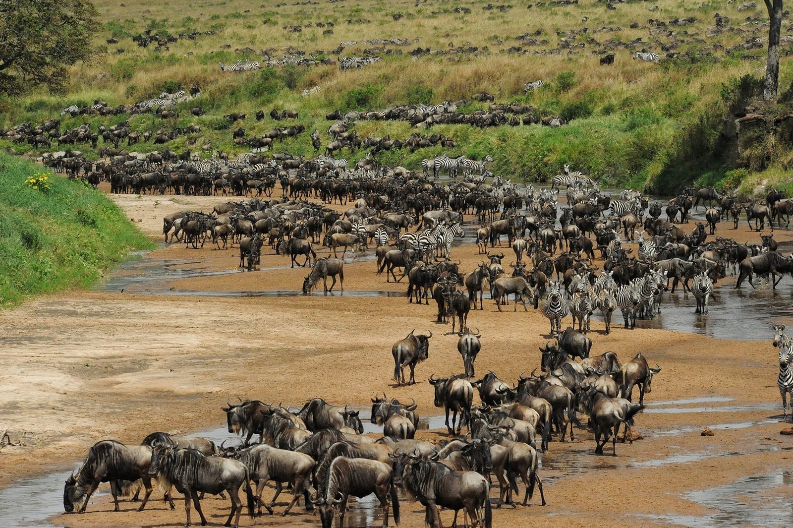 Great Migration wildebeest Serengeti National Park Tanzania