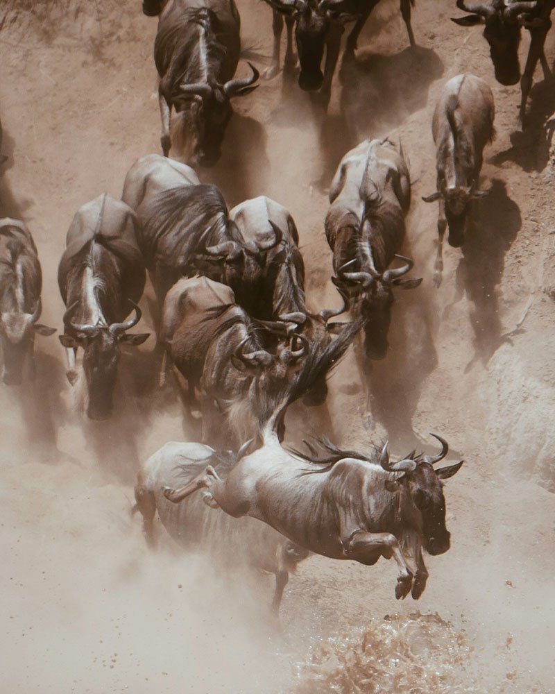 Tanzania safari experience