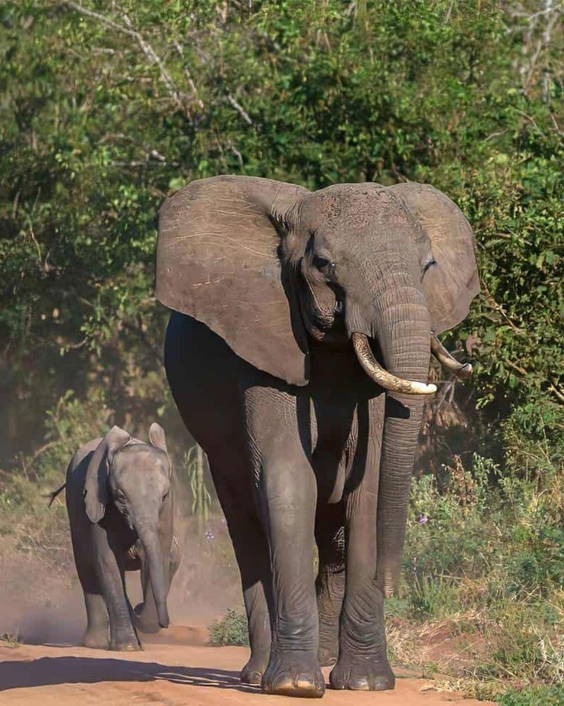 Amboseli elephants Kilimanjaro Kenya