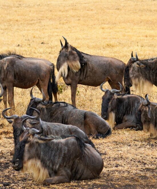 Wildebeest in Maasai Mara