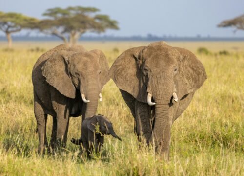 7 Days Elephant Trail Safari in Kenya