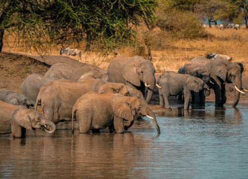 Timeless Kenya Safari Trails