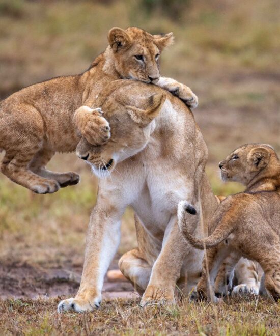 Masaai Mara, Kenya