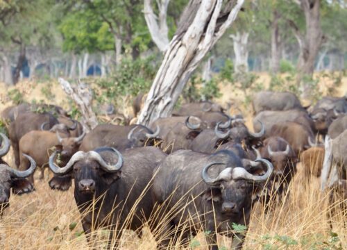 Top 10 Must-See Animals on an East African Safari (and Where to Find Them!)