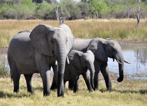 Maasai Mara