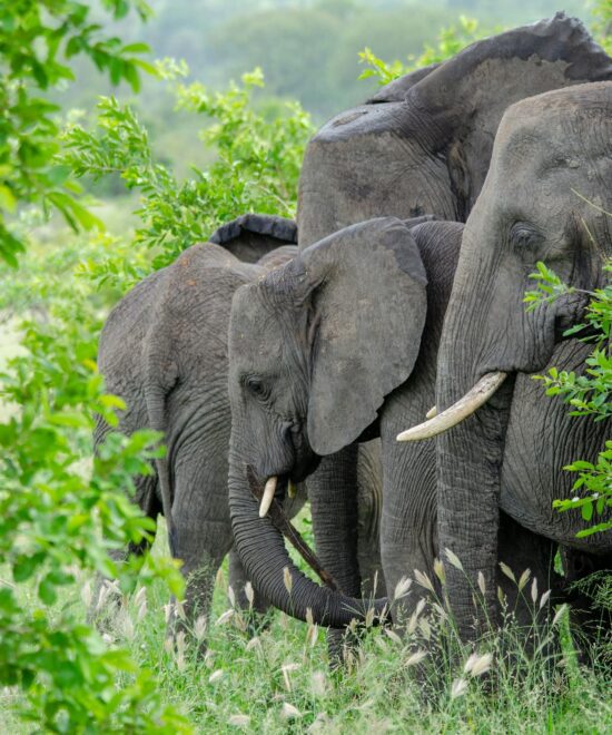 Ol Pejeta, Kenya