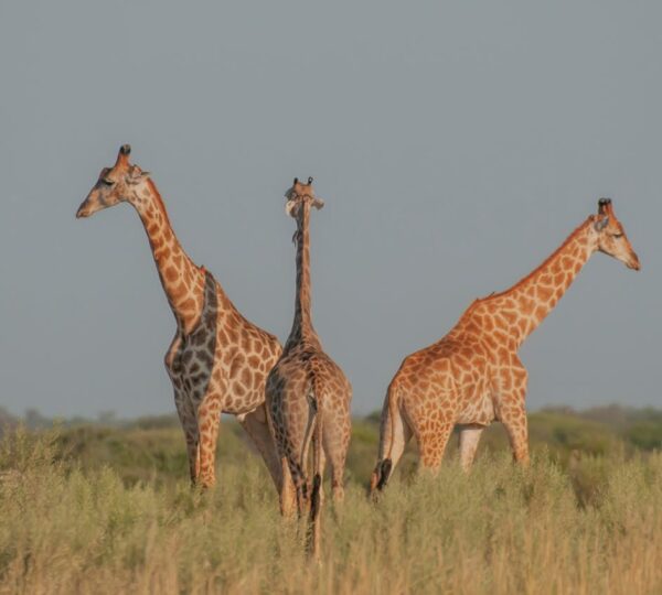 Maasai Mara