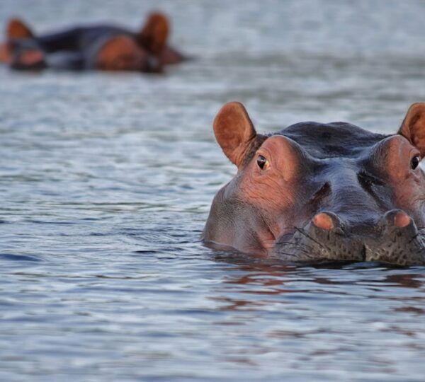 Lake Naivasha