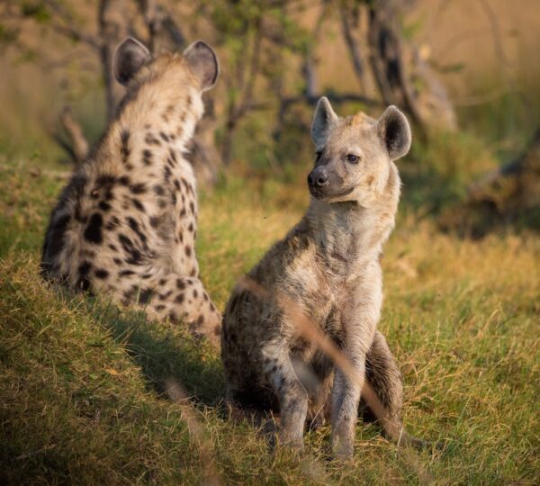 Amboseli