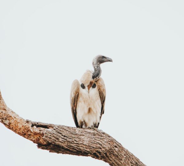 Serengeti National Park