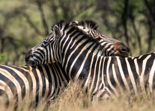 Ngorongoro Conservation