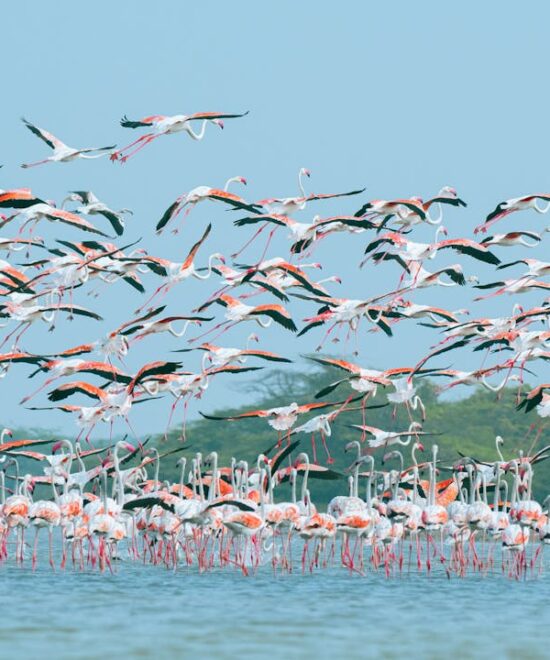 Lake Nakuru, Kenya