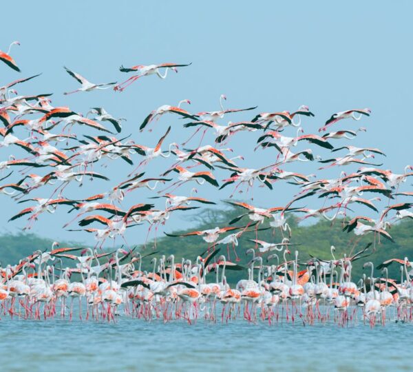 Lake Nakuru