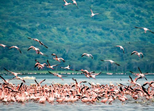 Lake Nakuru