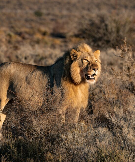 Lion - big cat safari