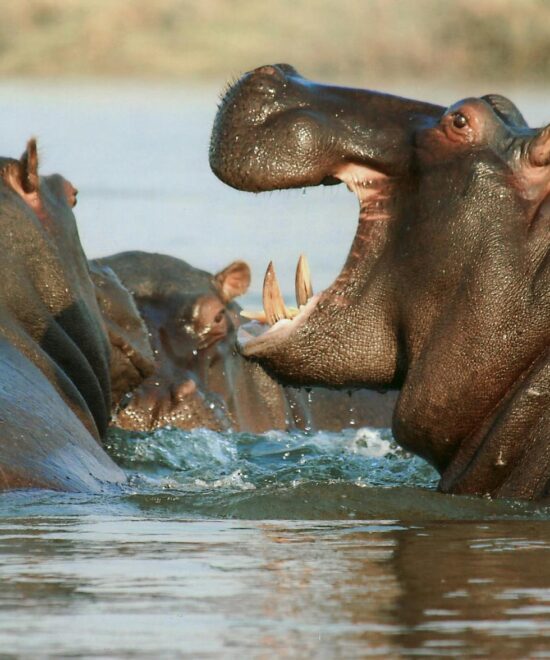 hippo in lake