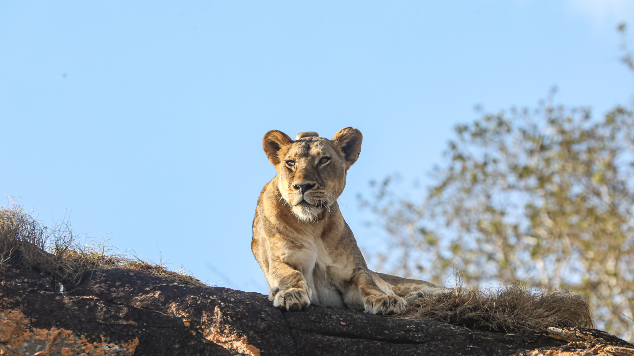 Lion in Tsavo
