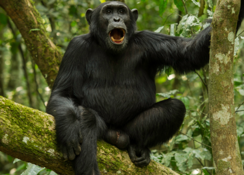 5 days – Gorilla Ugandan Adventure Safari (Road Option)