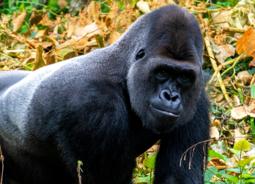 8-Day Classic Uganda Primates Safari by Road