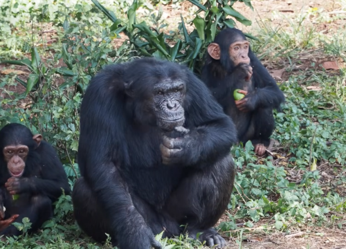5 days Ugandan gorilla adventure safari (Flying Option)