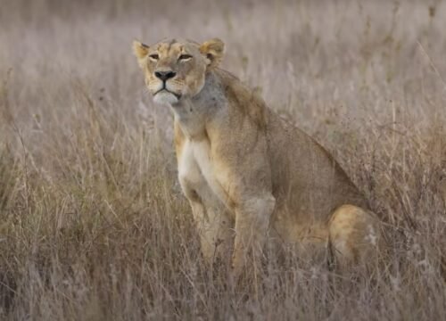 6-Day Kenya Adventure: City & Beach Escape – Nairobi & Mombasa Combo