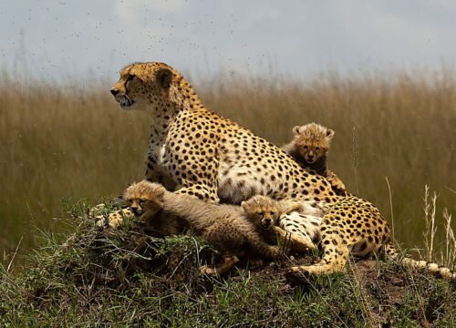 3 Days 2 Night Maasai Mara Safari (Residents)