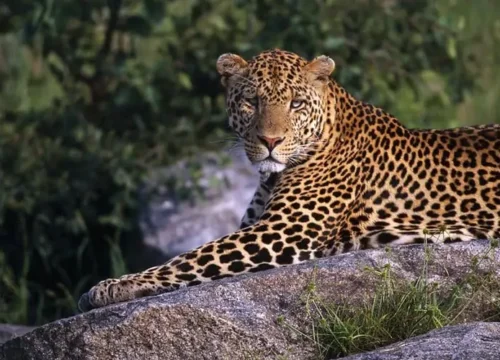 7 Days 6 Nights Tanzania Adventure – Serengeti + Ngorongoro + Lake Manyara Safari