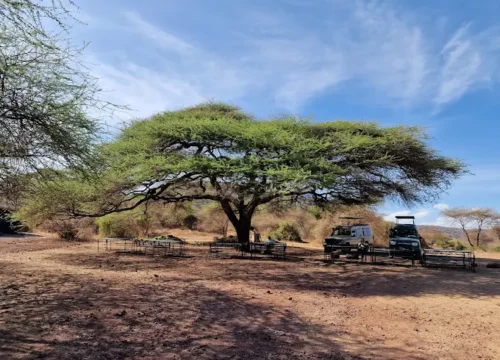 6 Days in Tanzania: Serengeti & Ngorongoro Safari Escape