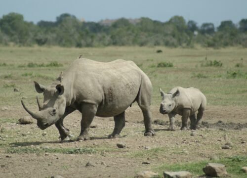 Ol Pejeta Conservancy
