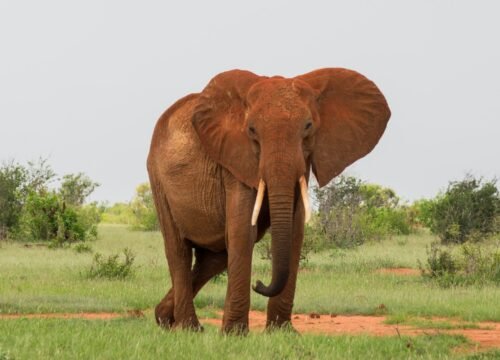 Tsavo East National Park
